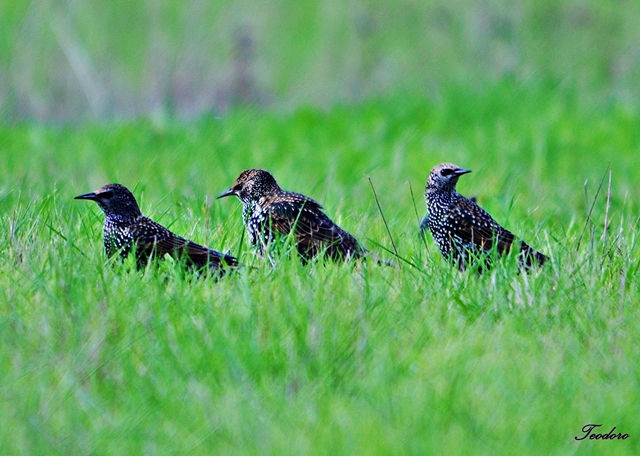 Estorninho-malhado. Sturnus vulgaris