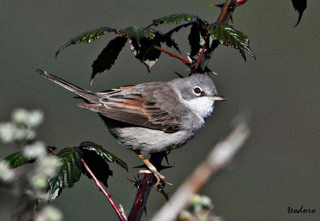 Papa-amoras. Sylvia communis