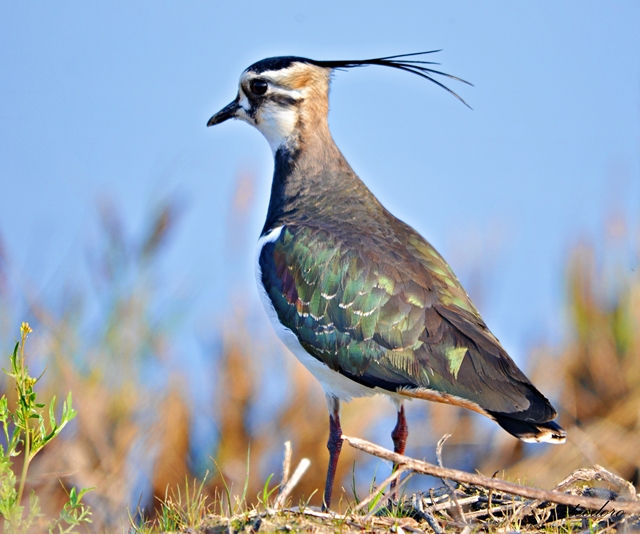 Abibe. Vanellus vanellus