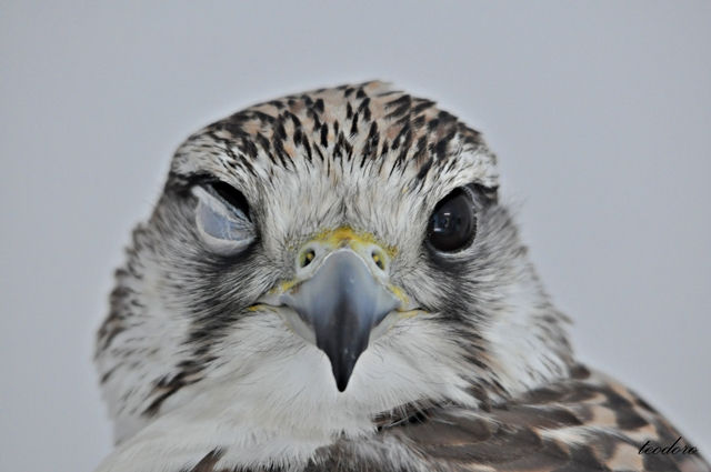 Alfaneque. Falco biarmicus