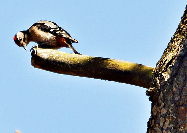 Pica-pau-malhado. Dendrocopos major