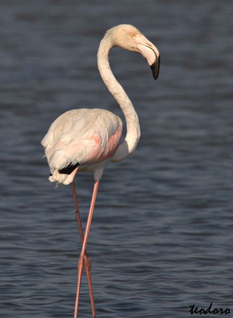 Flamingo. Phoenicopterus ruber