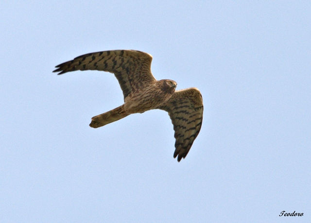 Tartaranhão-caçador.