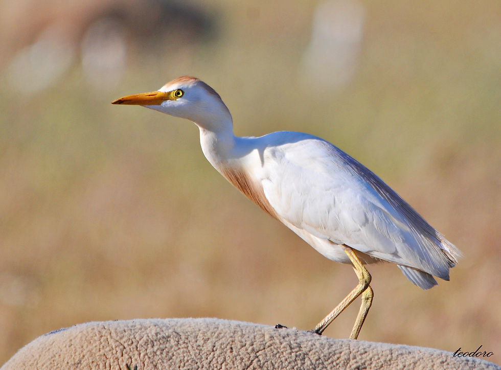 Garça-boieira. Bubulcus ibis
