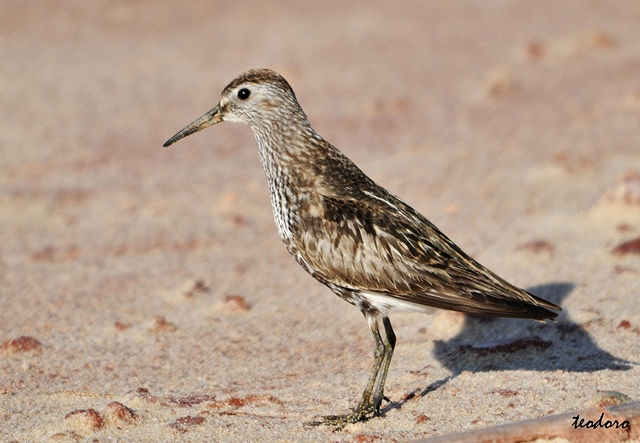 Pilrito-comum. Calidris alpina
