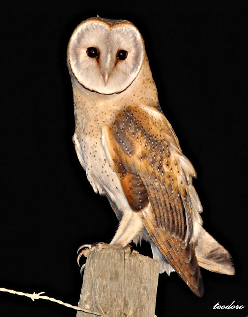 Coruja-das-torres. Tyto alba