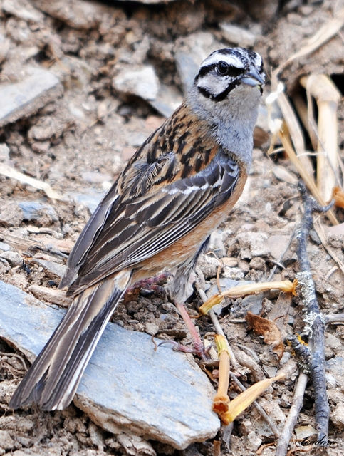 Cia. Emberiza cia