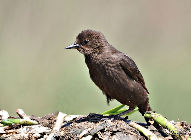 Estorninho-preto. Sturnos unicolor