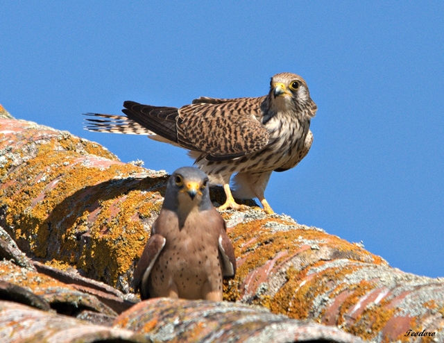 Peneireiro-das-torres. F. naumanni