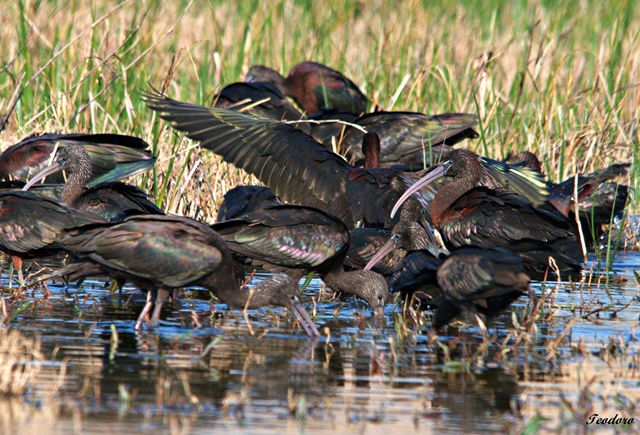Ibis-preto. Plegadis falcinellus