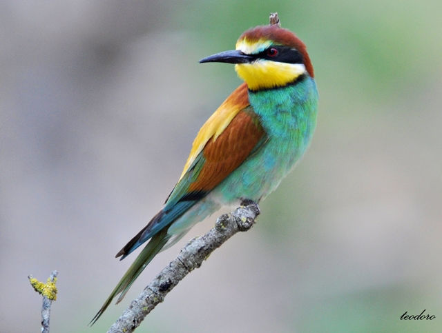Abelharuco. Merops apiaster