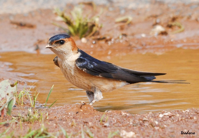 Andorinha-daurica. Hirundo daurica