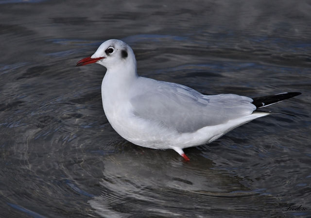Guincho. Larus ridibundus