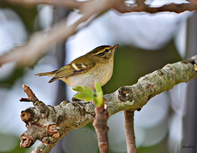 Felosa-bilistrada. Ph. inornatus