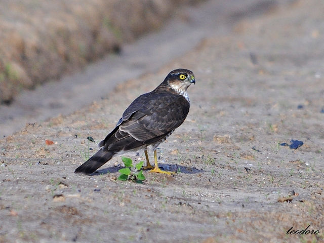 Gavião. Accipiter nisus