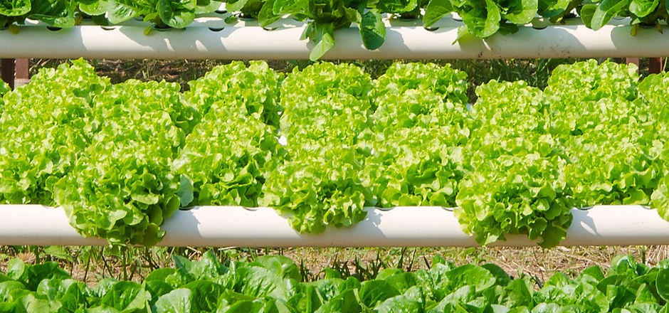 Hydroponics Systems for Beginners_ A Guide to Understanding Hydroponic Growing_edited.jpg