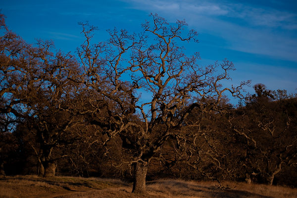 Fractal Oak Branches.jpg