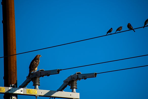 Hawk and Prey.jpg