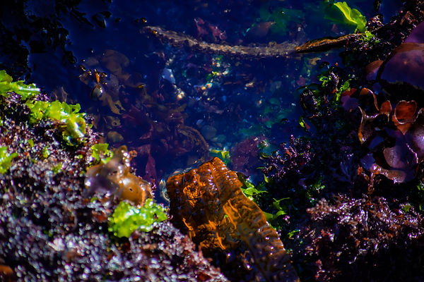Seaweed Tidepool.jpg