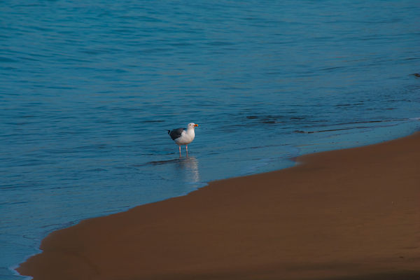Bird In the Surf.jpg