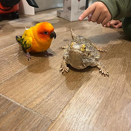 Sun Parakeet , Bearded Dragon immigrated to Britain