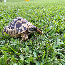 赫曼陸龜由香港移民到加拿大