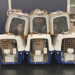 Five adopted dogs immigrated from Hong Kong to the UK.