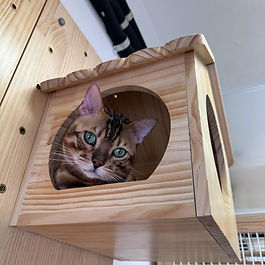 Bengal Cat immigrated from Hong Kong to the UK.