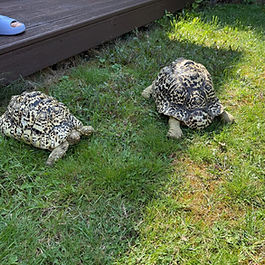 豹紋陸龜由香港移民到英國