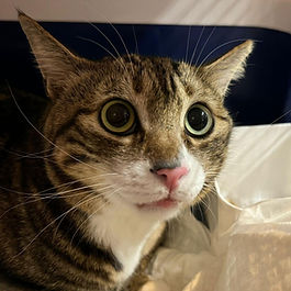 Domestic cat immigrated from Hong Kong to Dubai