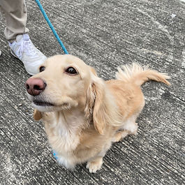 Dachshunds immigrated to Australia from Hong Kong.