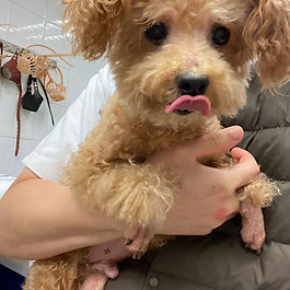 Poodle immigrated to Hong Kong from the UK.