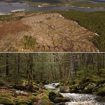 clearcuts.png