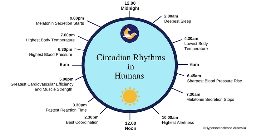 Circadian Rhythms in Humans (1).png