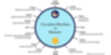 Circadian Rhythms in Humans (1).png