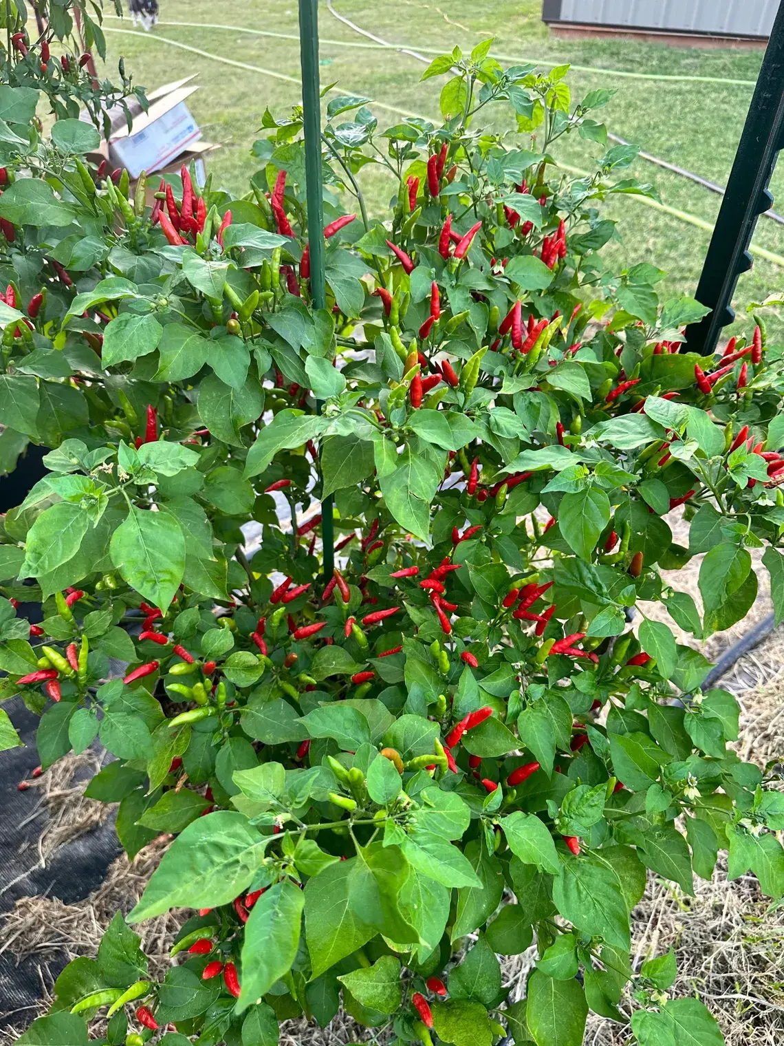 Thai Burapa