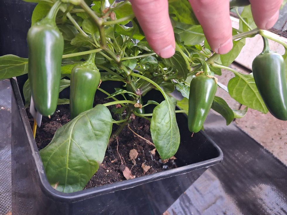 Thumbnail: Jalapeño Pot-A-Peño