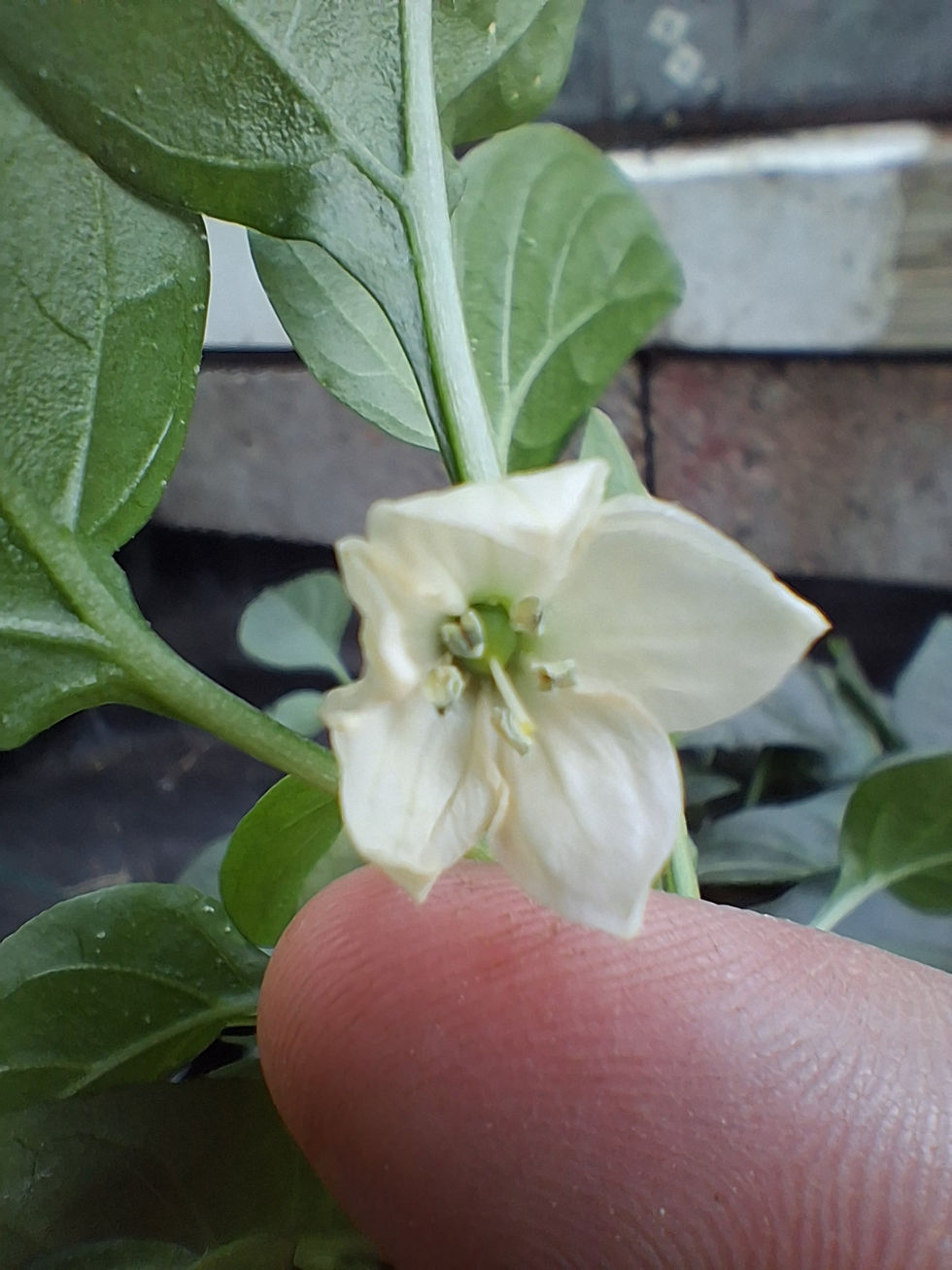 Thumbnail: Jalapeño Pot-A-Peño