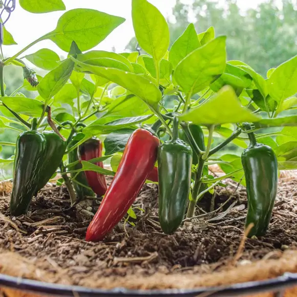 Jalapeño Pot-A-Peño