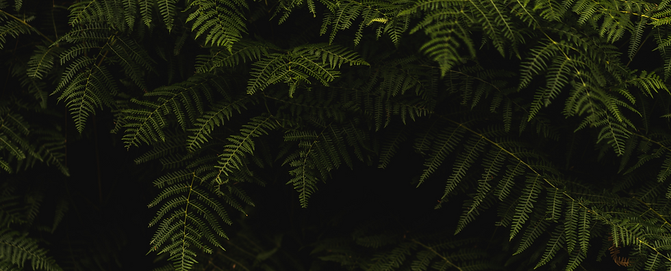 シダ背景.png