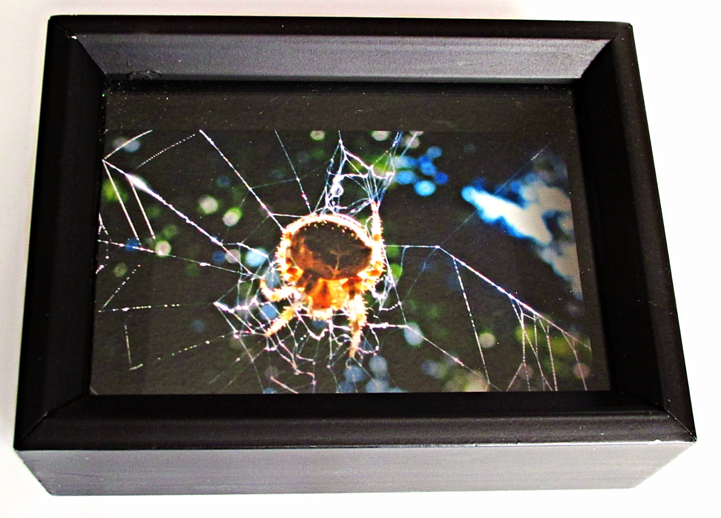 Shadowbox Spider