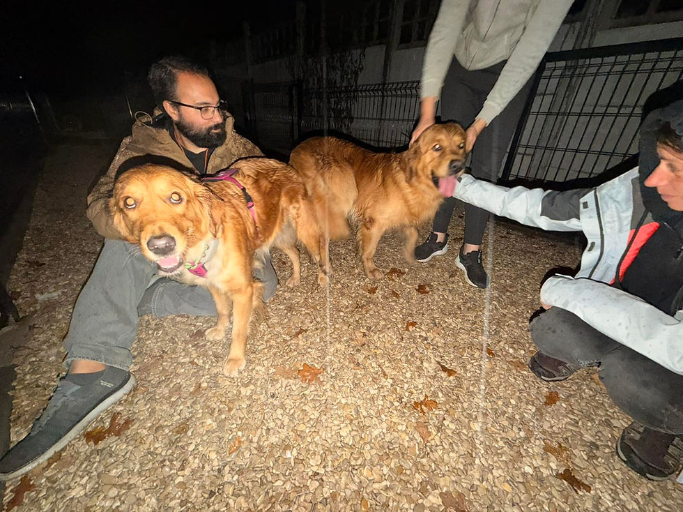 Der C-Wurf wurde auf den Weg gebracht...