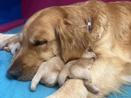 Herzlich Willkommen B'ats