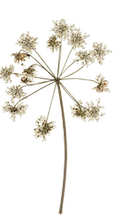 fiori