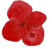 fiori