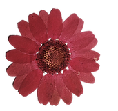 fiori