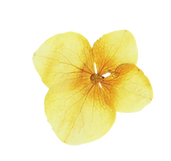 fiori