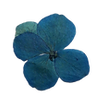 fiori