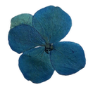 fiori