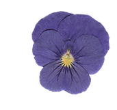 fiori